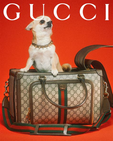 neppe gucci pet herkennen|the gucci pet collection.